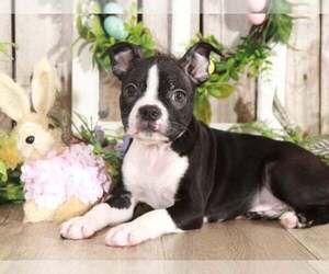 Boston Terrier Puppy for sale in MOUNT VERNON, OH, USA