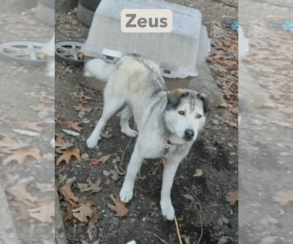 Medium Photo #3 Gerberian Shepsky Puppy For Sale in Foristell, MO, USA