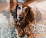 Small #2 Dachshund