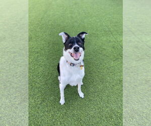 Mutt Dogs for adoption in Fort Collins, CO, USA