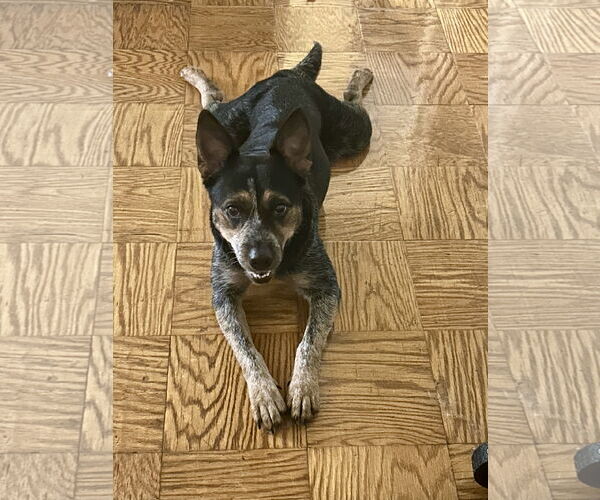 Medium Photo #2 Mutt Puppy For Sale in Garden City, NY, USA