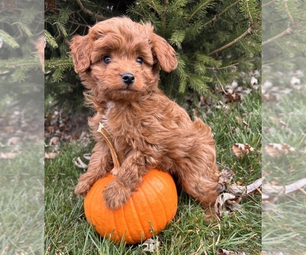 Medium Photo #1 Cavapoo Puppy For Sale in MIDDLEBURY, IN, USA