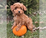 Small Cavapoo