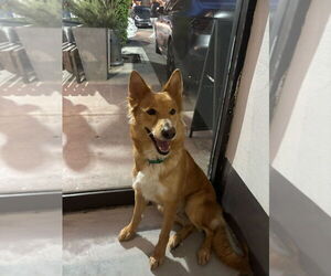 Mutt Dogs for adoption in Studio City, CA, USA