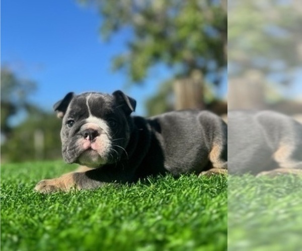 Medium Photo #1 English Bulldog Puppy For Sale in WEST HOLLYWOOD, CA, USA