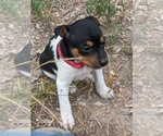 Small Photo #3 Rat Terrier Puppy For Sale in DORA, MO, USA