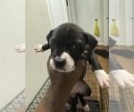 Small Photo #15 American Bully Puppy For Sale in FAYETTEVILLE, NC, USA