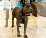 Small #2 Mutt