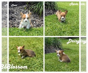 Pembroke Welsh Corgi Puppy for Sale in BAYTOWN, Texas USA