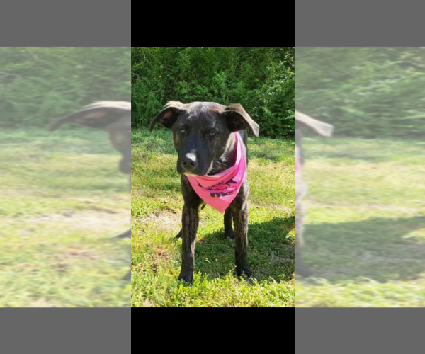 Medium Photo #4 Mountain Cur-Unknown Mix Puppy For Sale in Boston, MA, USA