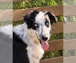 Australian Shepherd Dogs for adoption in Dallas, TX, USA