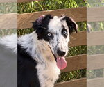 Small Australian Shepherd