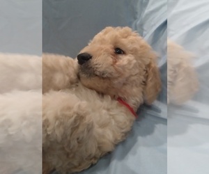 Labradoodle Puppy for sale in JEFFERSONTOWN, KY, USA