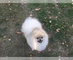 Small Photo #5 Pomeranian Puppy For Sale in PLEASANT HILL, CA, USA