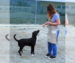 Small #11 Labrador Retriever Mix