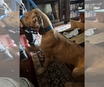 Small #13 Great Dane