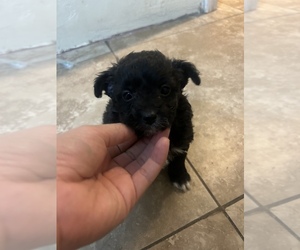 Maltipoo Puppy for sale in BLOOMINGTON, CA, USA