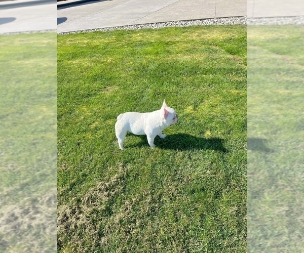Medium Photo #5 French Bulldog Puppy For Sale in SEATTLE, WA, USA
