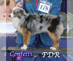 Mother of the Miniature Australian Shepherd puppies born on 12/18/2025