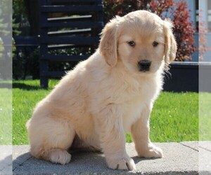 Golden Retriever Puppy for sale in FREDERICKSBURG, OH, USA