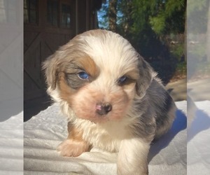 Aussiedoodle Miniature  Puppy for sale in WEST GROVE, PA, USA