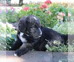 Small Photo #4 Bernedoodle Puppy For Sale in BROOKVILLE, OH, USA