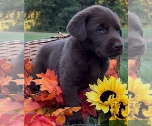 Labrador Retriever Puppy for sale in OSYKA, MS, USA