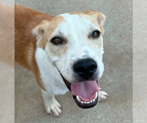 Labrador Retriever-Unknown Mix Dogs for adoption in Canton, CT, USA