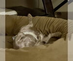 Small #5 Shih Tzu Mix