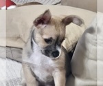 Puppy Kobe Chorkie