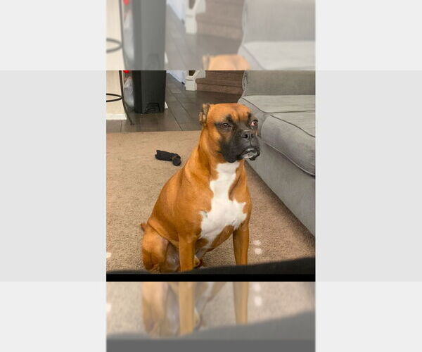 Medium Photo #1 Boxer Puppy For Sale in Austin, TX, USA