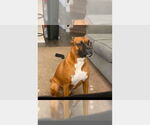Small Boxer