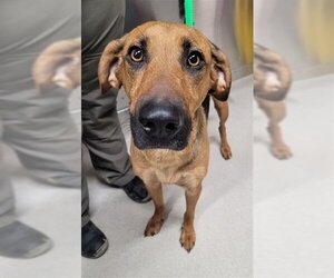 German Shepherd Dog-Redbone Coonhound Mix Dogs for adoption in Fairbanks, AK, USA