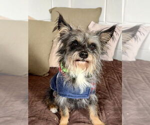 Mutt Dogs for adoption in San Leon, TX, USA