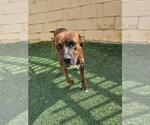 Small #2 American Pit Bull Terrier-Plott Hound Mix