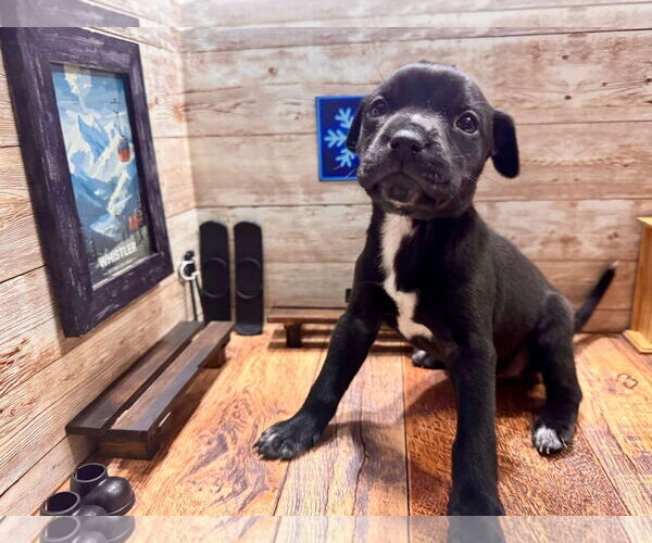 Medium Photo #2 Mutt Puppy For Sale in New London, WI, USA