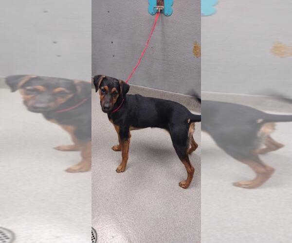 Medium Photo #1 Doberman Pinscher-Unknown Mix Puppy For Sale in Las Vegas, NV, USA