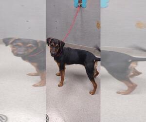 Doberman Pinscher-Unknown Mix Dogs for adoption in Las Vegas, NV, USA