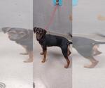 Small Doberman Pinscher Mix