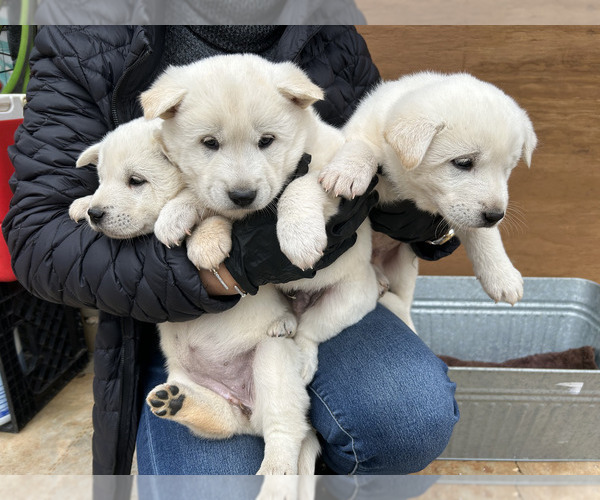 Medium Photo #4 Jindo Dog Puppy For Sale in WAVERLY, AL, USA