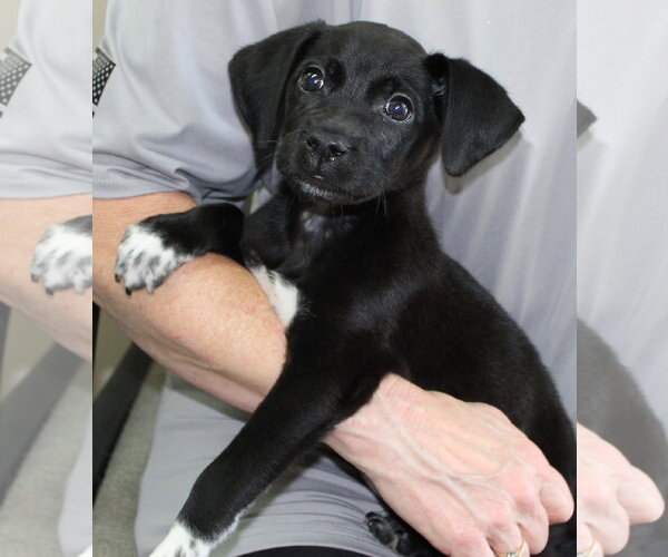 Medium Photo #3 Labrador Retriever-Unknown Mix Puppy For Sale in Prattville, AL, USA