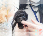 Small Photo #1 Poodle (Toy) Puppy For Sale in RENO, NV, USA