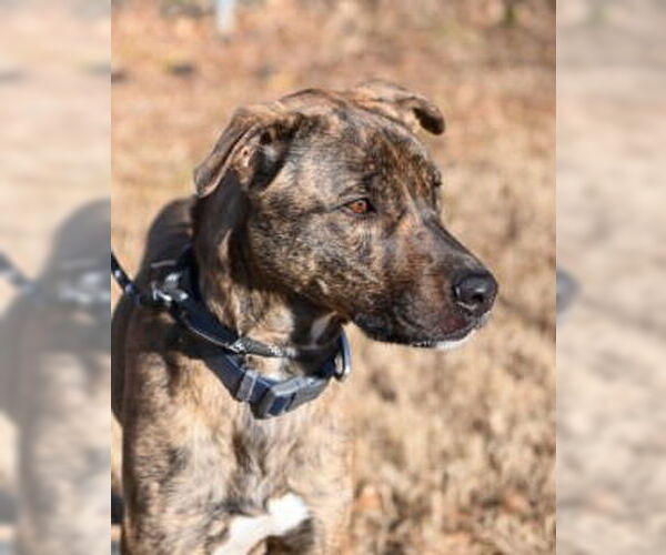 Medium Photo #2 Plott Hound-Unknown Mix Puppy For Sale in Glen Allen, VA, USA