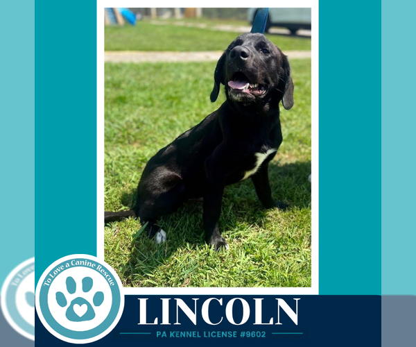 Medium Photo #2 Labrador Retriever-Unknown Mix Puppy For Sale in Kimberton, PA, USA