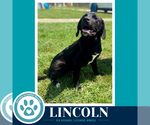 Small Photo #2 Labrador Retriever-Unknown Mix Puppy For Sale in Kimberton, PA, USA