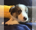 Small #5 Border Collie