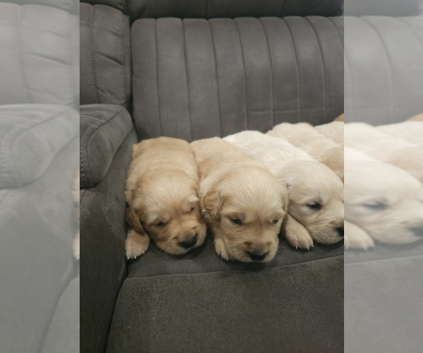 Medium Photo #9 Golden Retriever Puppy For Sale in ELVERTA, CA, USA