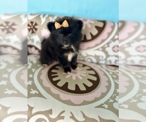 Pomeranian Puppy for sale in RIPLEY, MS, USA