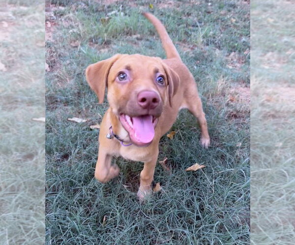 Medium Photo #4 Golden Labrador Puppy For Sale in OKLAHOMA CITY, OK, USA