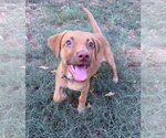 Small #3 Golden Labrador
